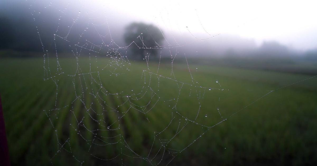 Volunteer Stories from PASOR Events