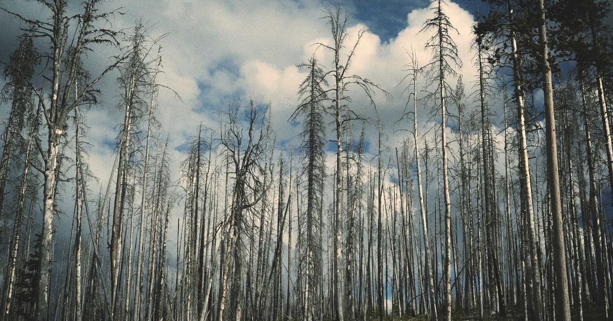 The Impact of Live Performances at Charity Events